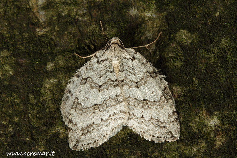 Falena da identificare