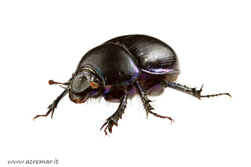 Anoplotrupes stercorosus (cf.)