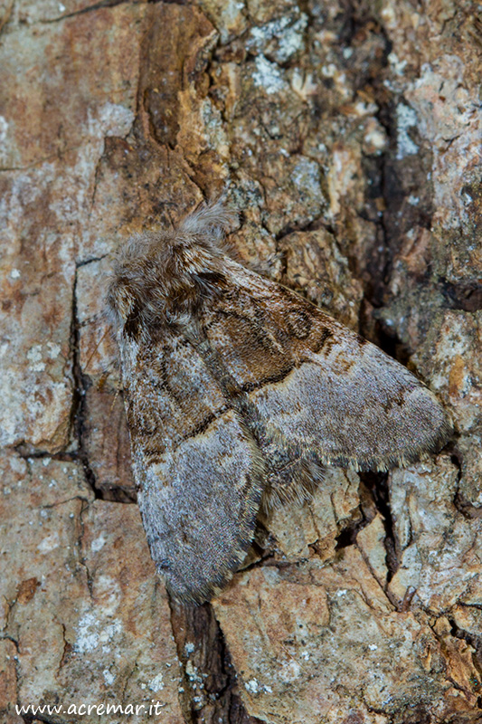 Piccola falena da identificare