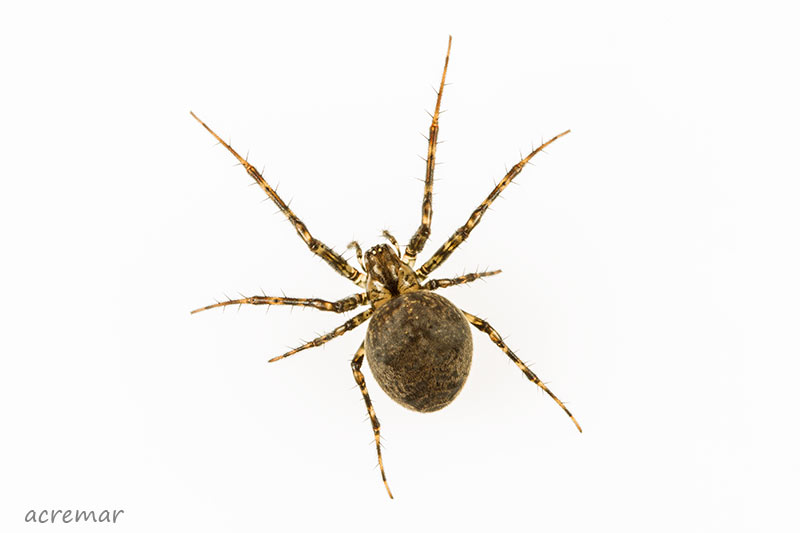 Metellina merianae - Chiavari (GE)