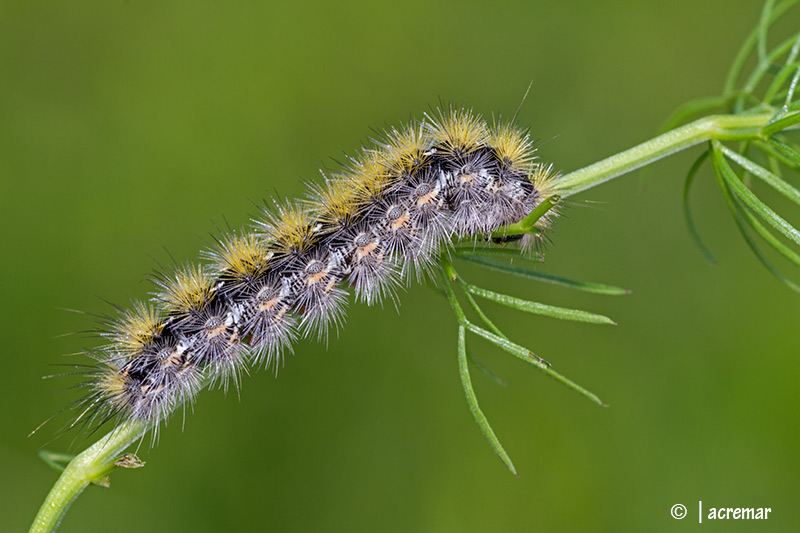 bruco da identificare
