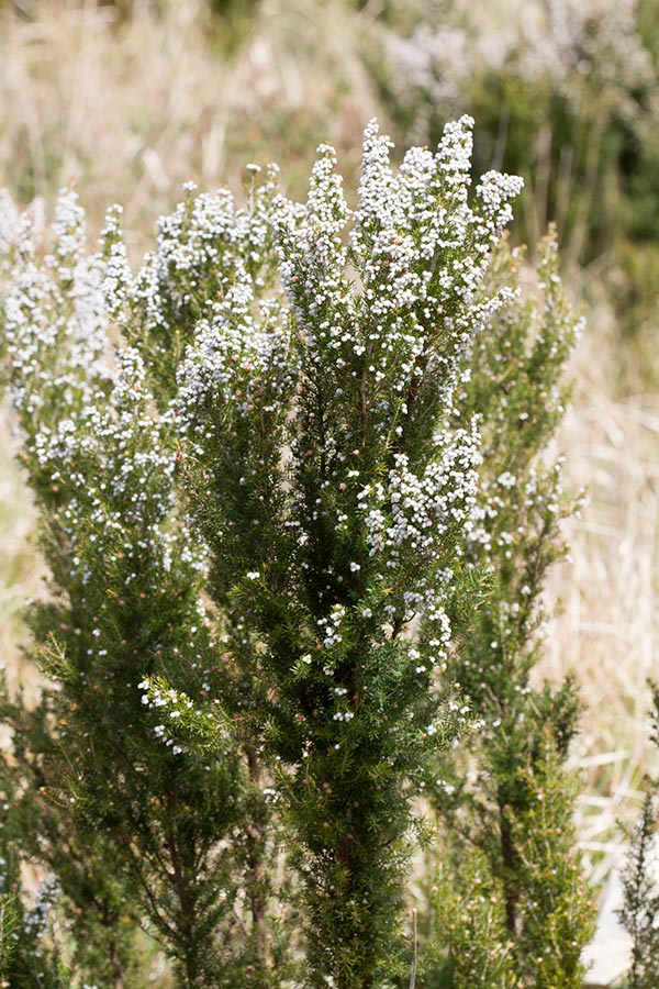 Erica arborea
