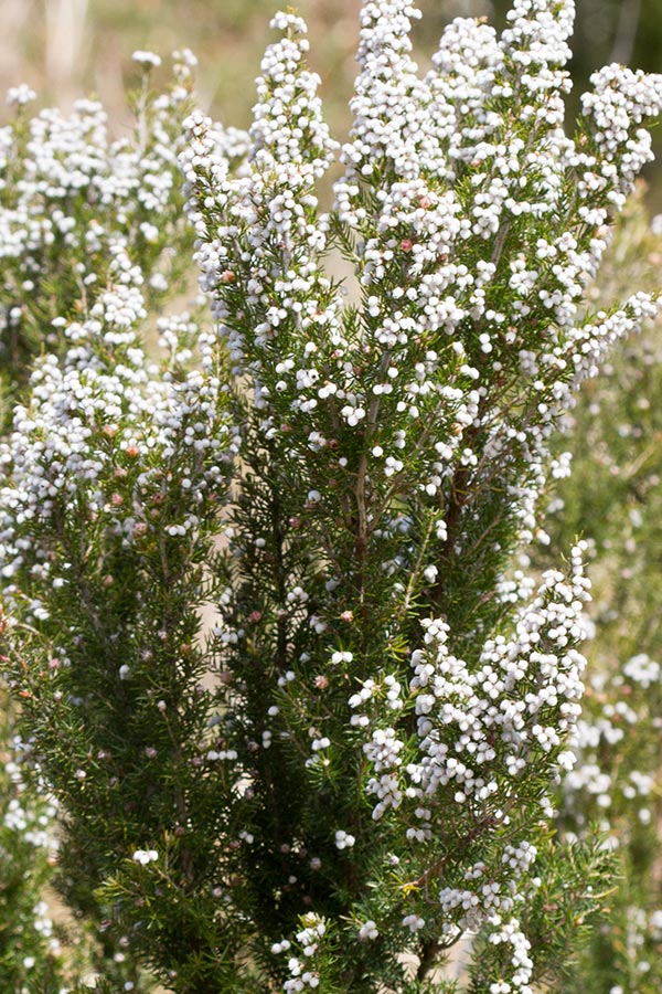 Erica arborea