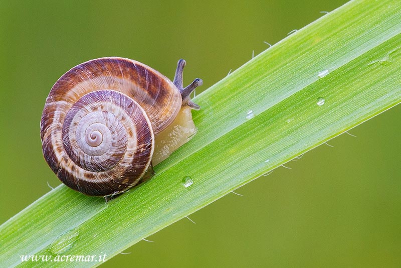 chiocciola da identificare