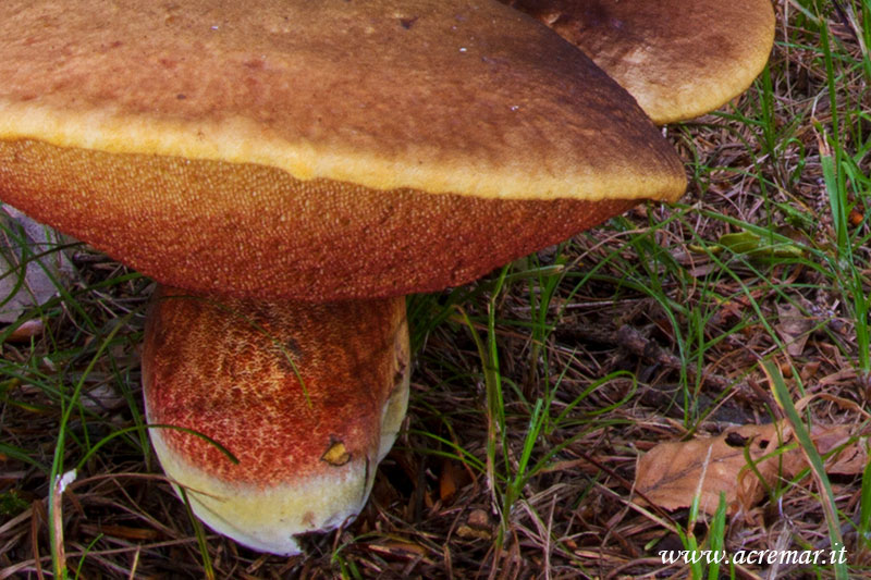 Boletus purpureus ?