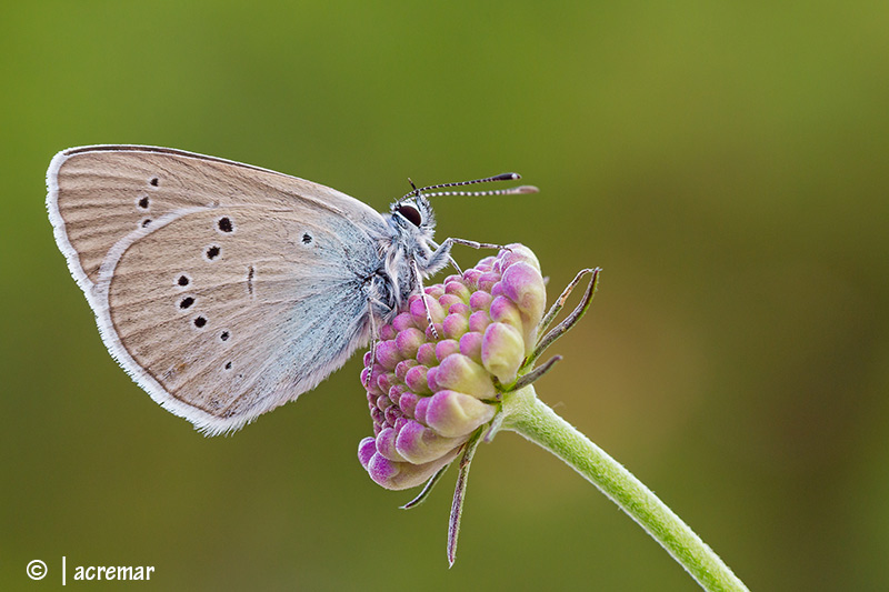 Licenide da identificare - Cyaniris semiargus