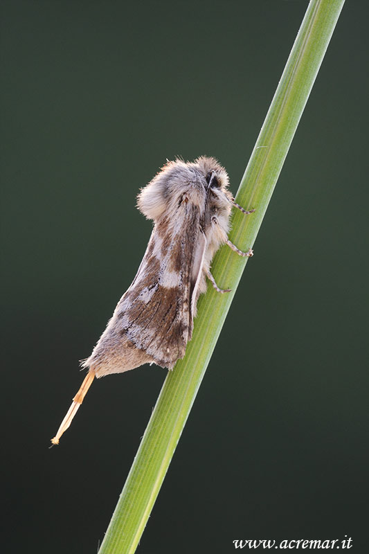 falena da identificare: Dyspessa ulula (Cossidae)