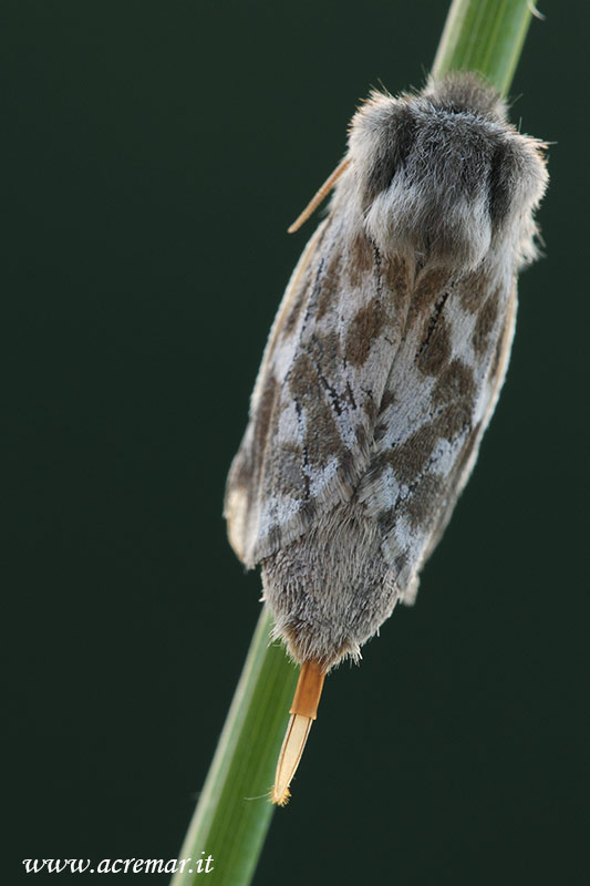falena da identificare: Dyspessa ulula (Cossidae)