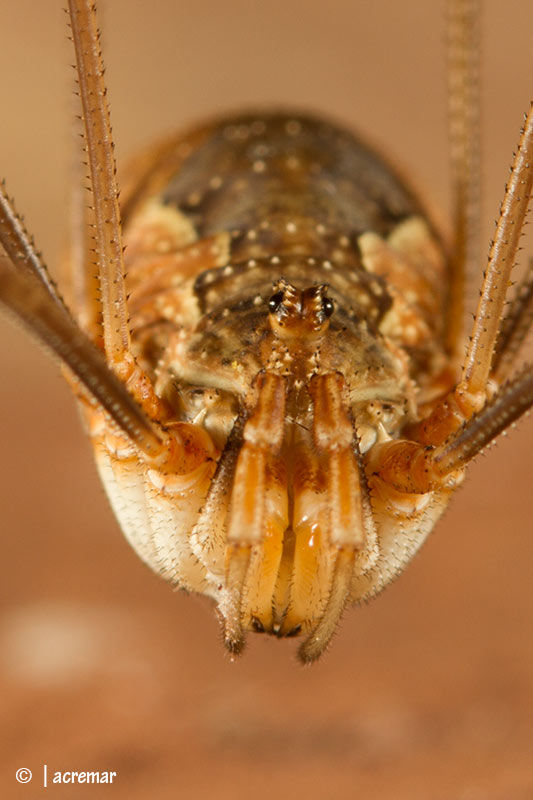 Opilionide da identificare
