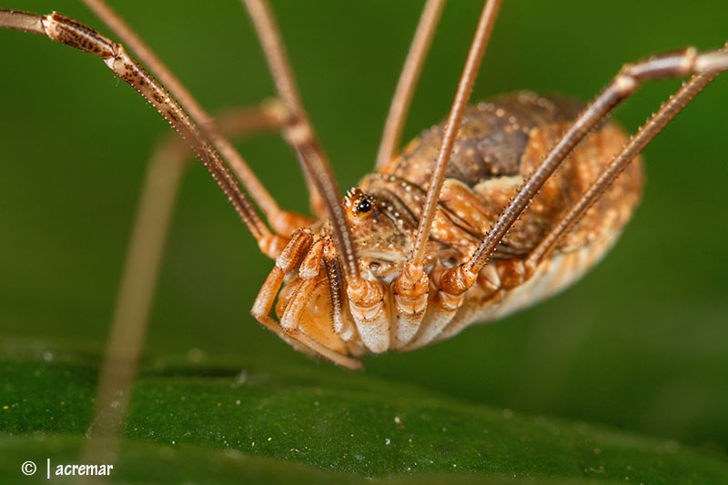 Opilionide da identificare