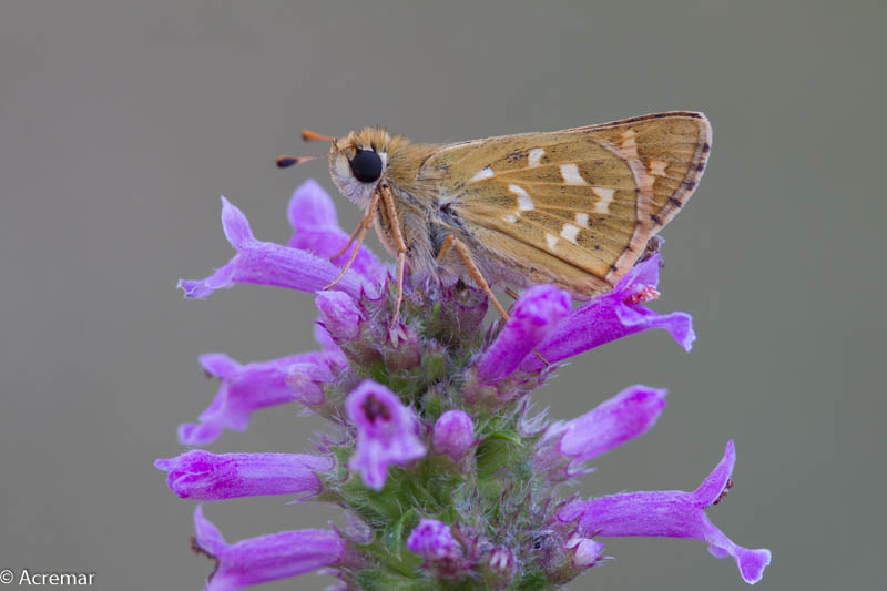 Hesperia comma? S