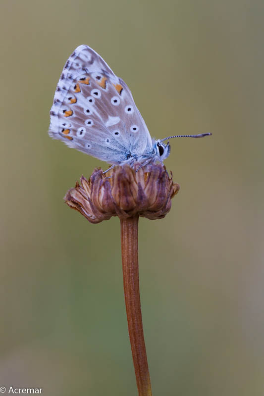 Coridon o bellargus ? Polyommatus (Lysandra) coridon