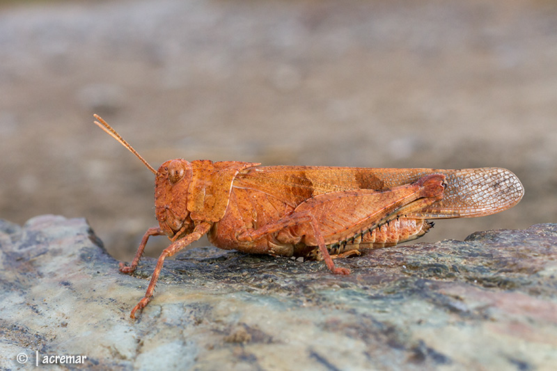 Oedipoda germanica?  No, Oedipoda caerulescens