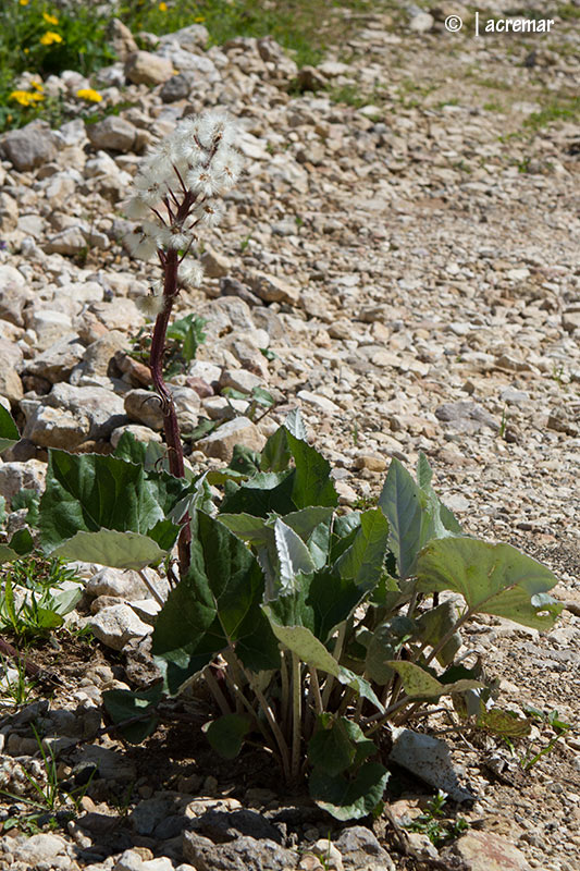 Petasites paradoxus