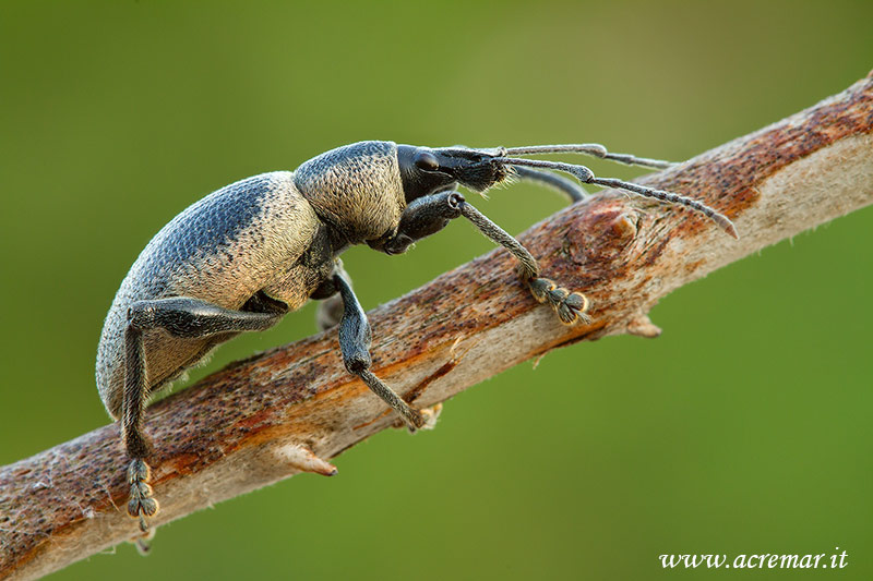 Curculionidae da identificare
