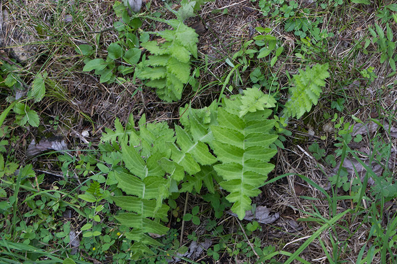 Cirsium erisithales