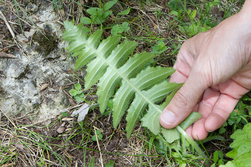 Cirsium erisithales