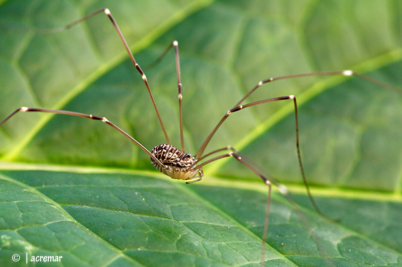 Opilionide da identificare