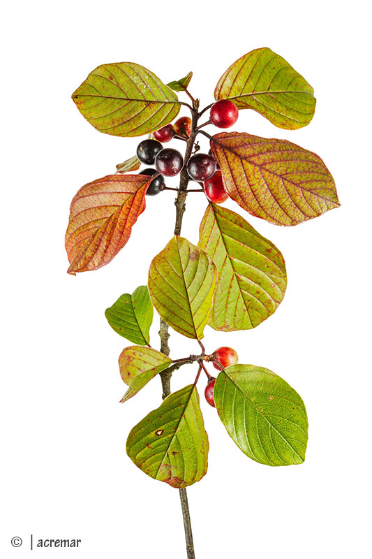 Frangula alnus