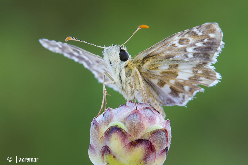 Hesperidae da determinare