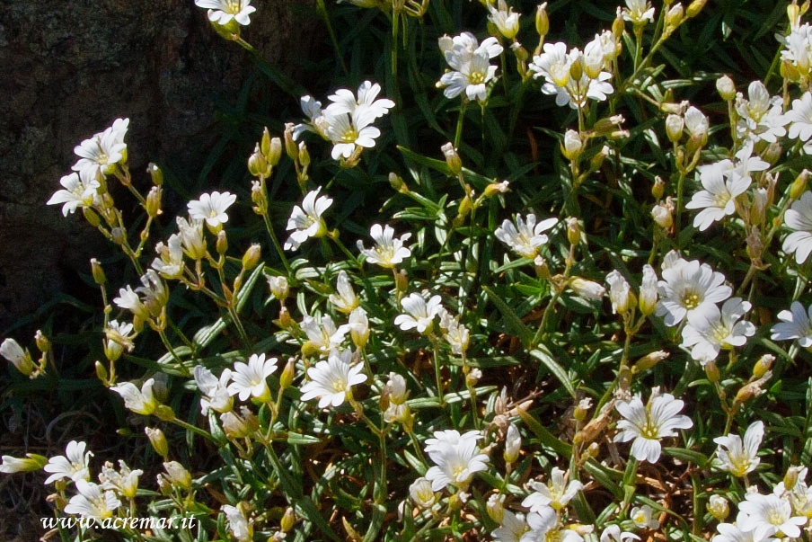 Cerastium utriense