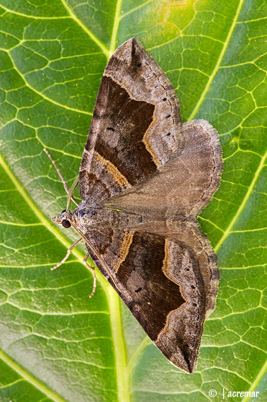 Falena da identificare