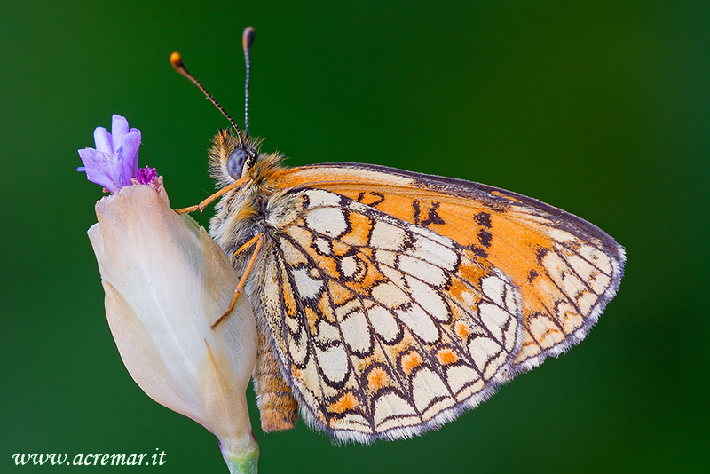 Melitaea parthenoides ????