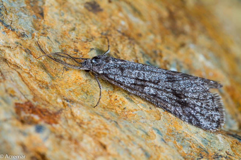 Falena da identificare