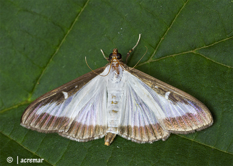 Cydalima perspectalis