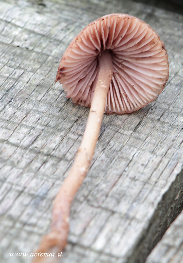 Fungo da identificare