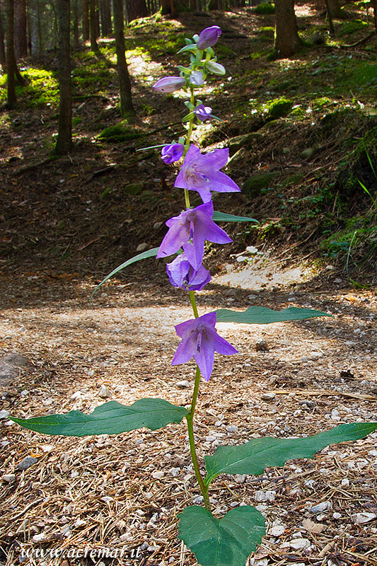 Campanula trachelium