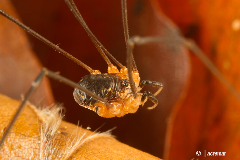 Amilenus aurantiacus?  No, Leiobunum cfr. tisciae