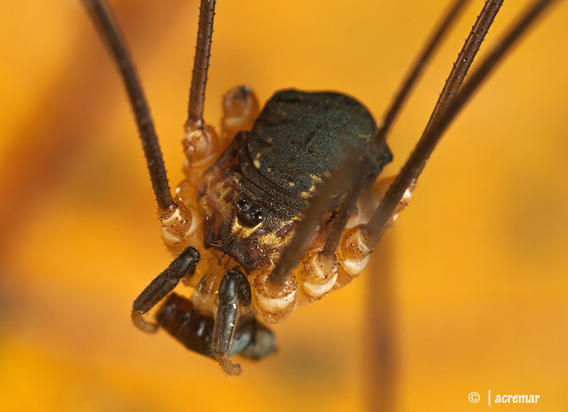 Amilenus aurantiacus?  No, Leiobunum cfr. tisciae