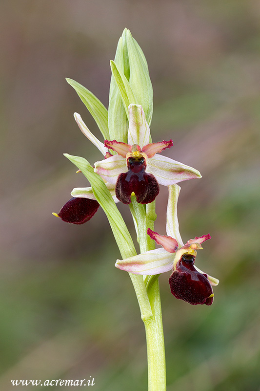 Ophrys exaltata subsp. montis-leonis