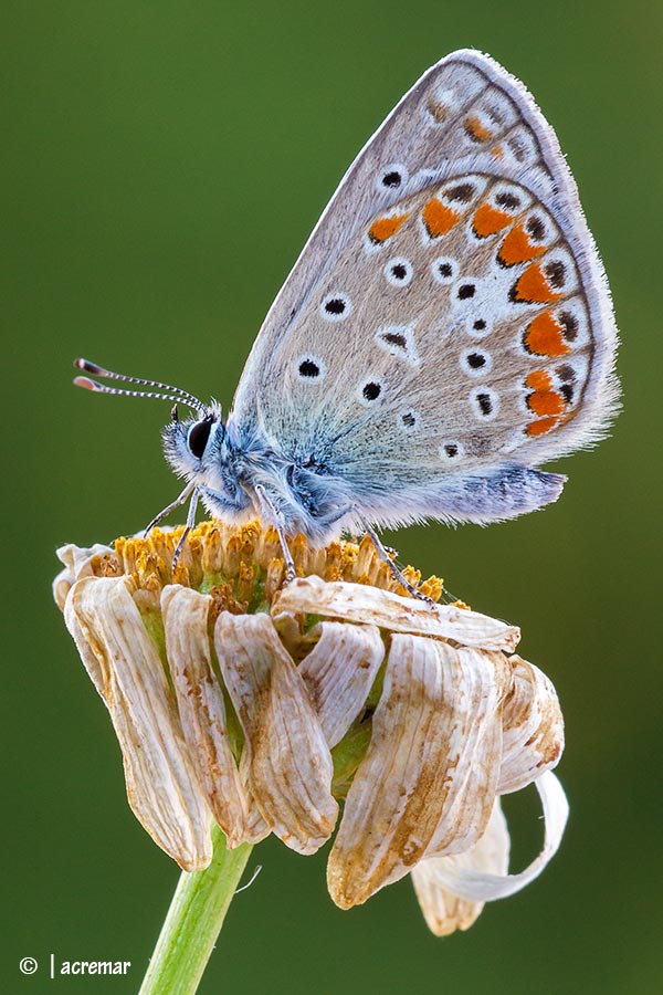 Licenide da idntificare - Polyommatus sp