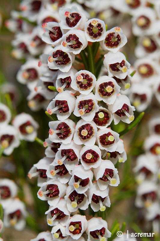 Erica arborea