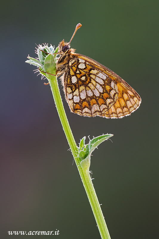 Melitaea da identificare