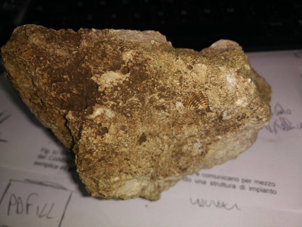 Aiuto riconoscimento e pulizia fossile