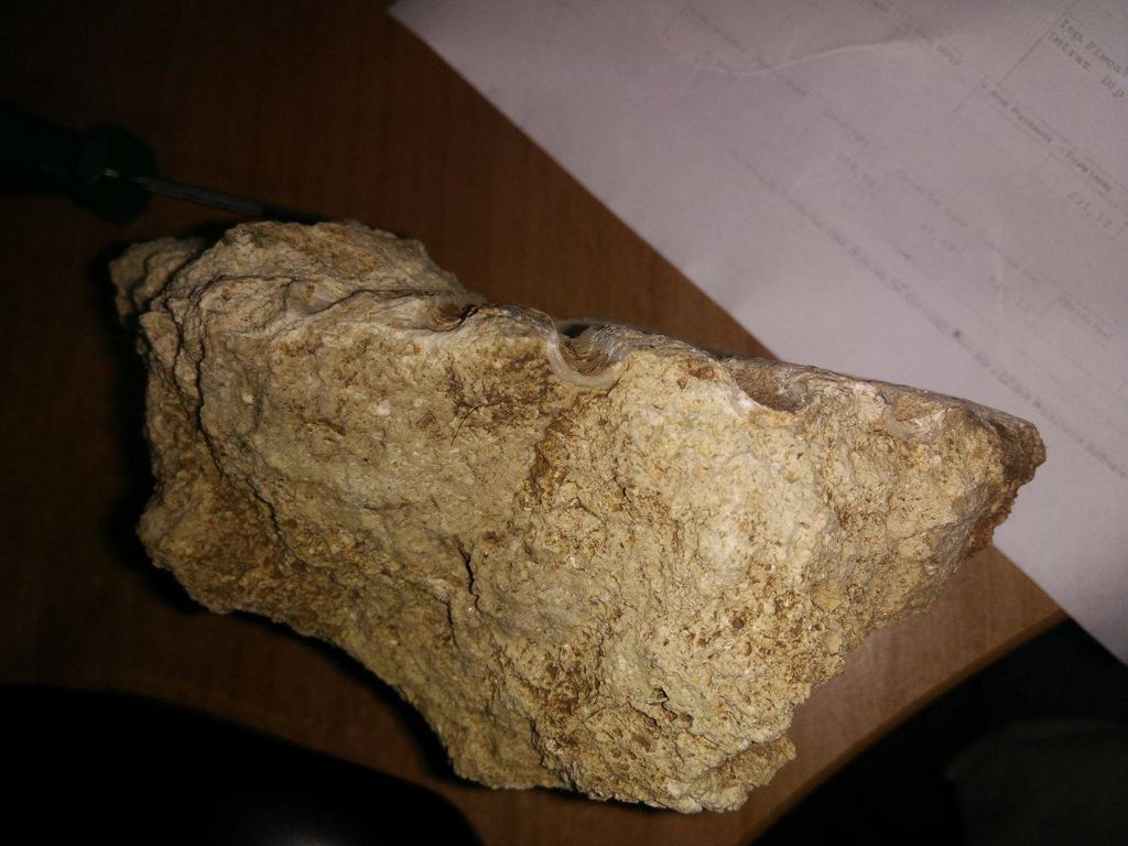 Aiuto riconoscimento e pulizia fossile