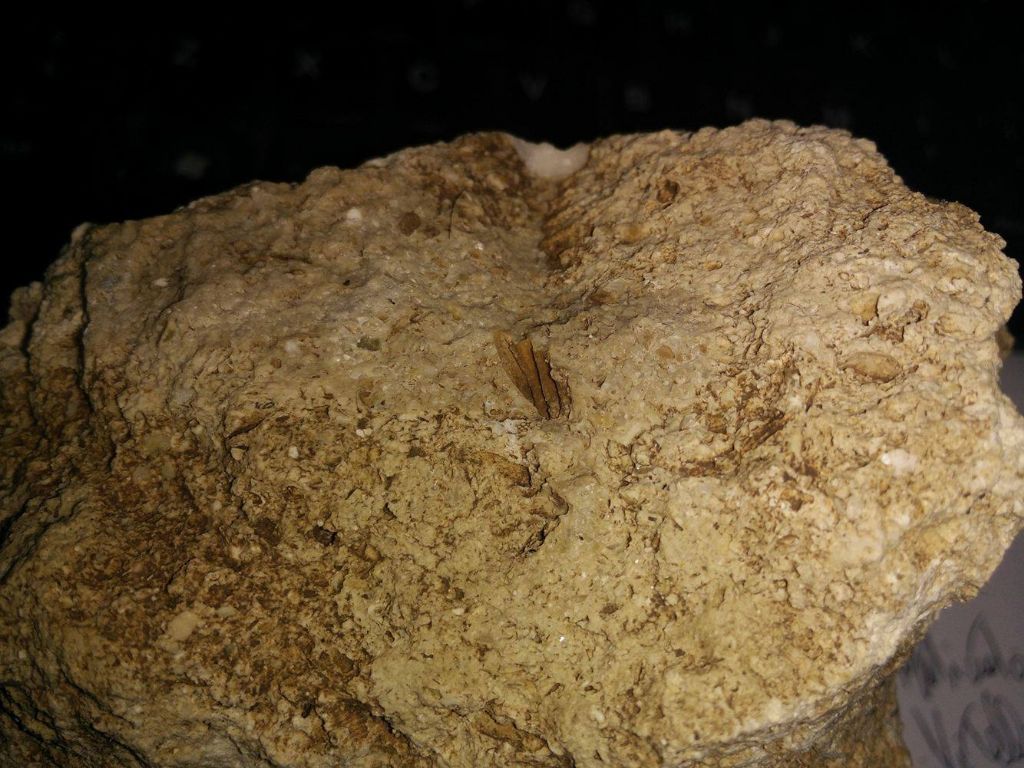 Aiuto riconoscimento e pulizia fossile