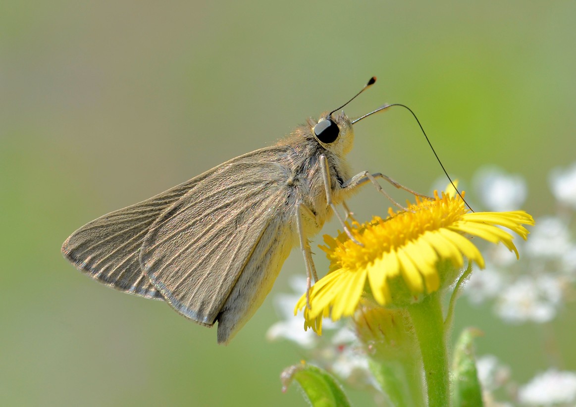 Identificazione farfalla