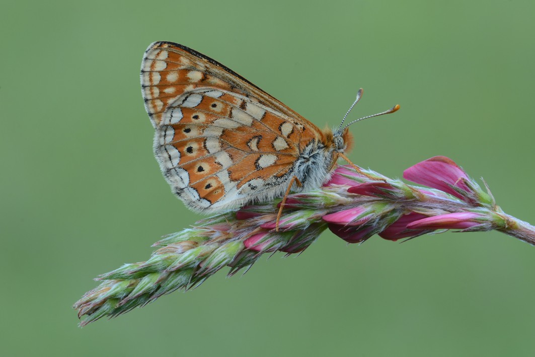 Euphydryas aurinia? - si