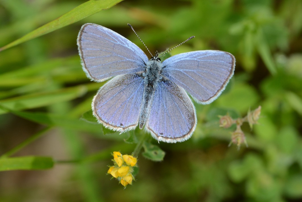 Licenide da identificare