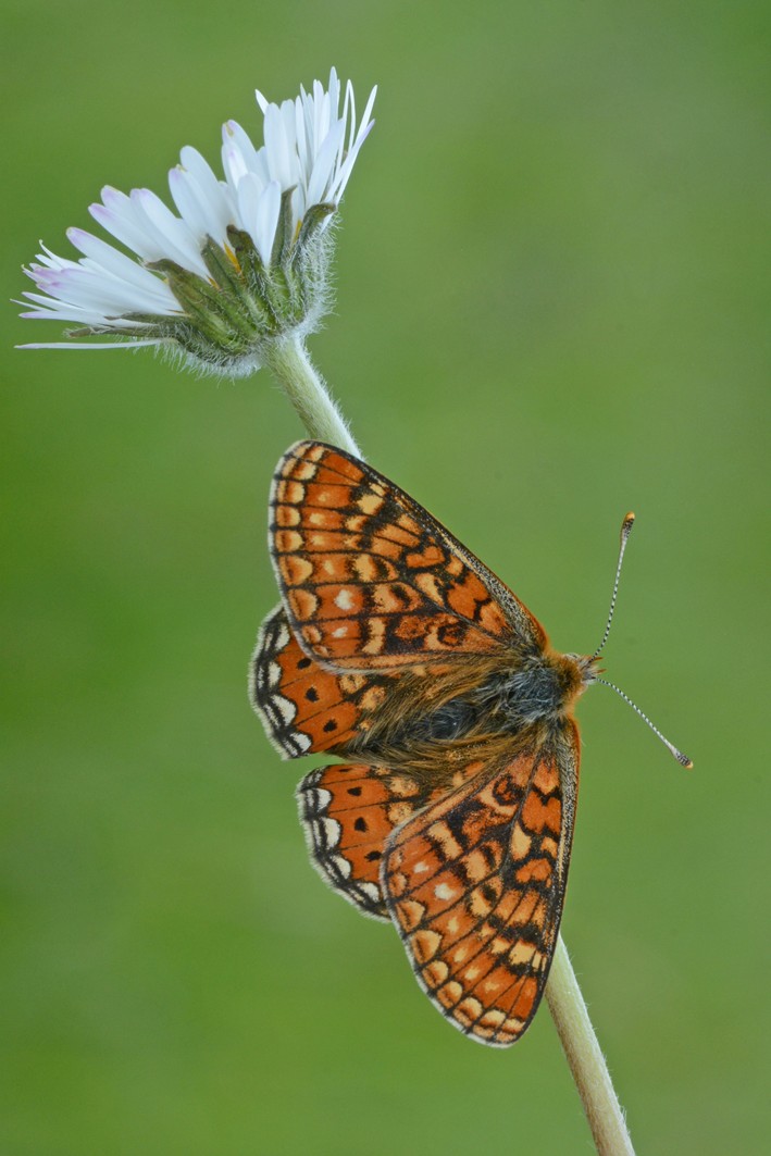 Euphydryas aurinia? - si