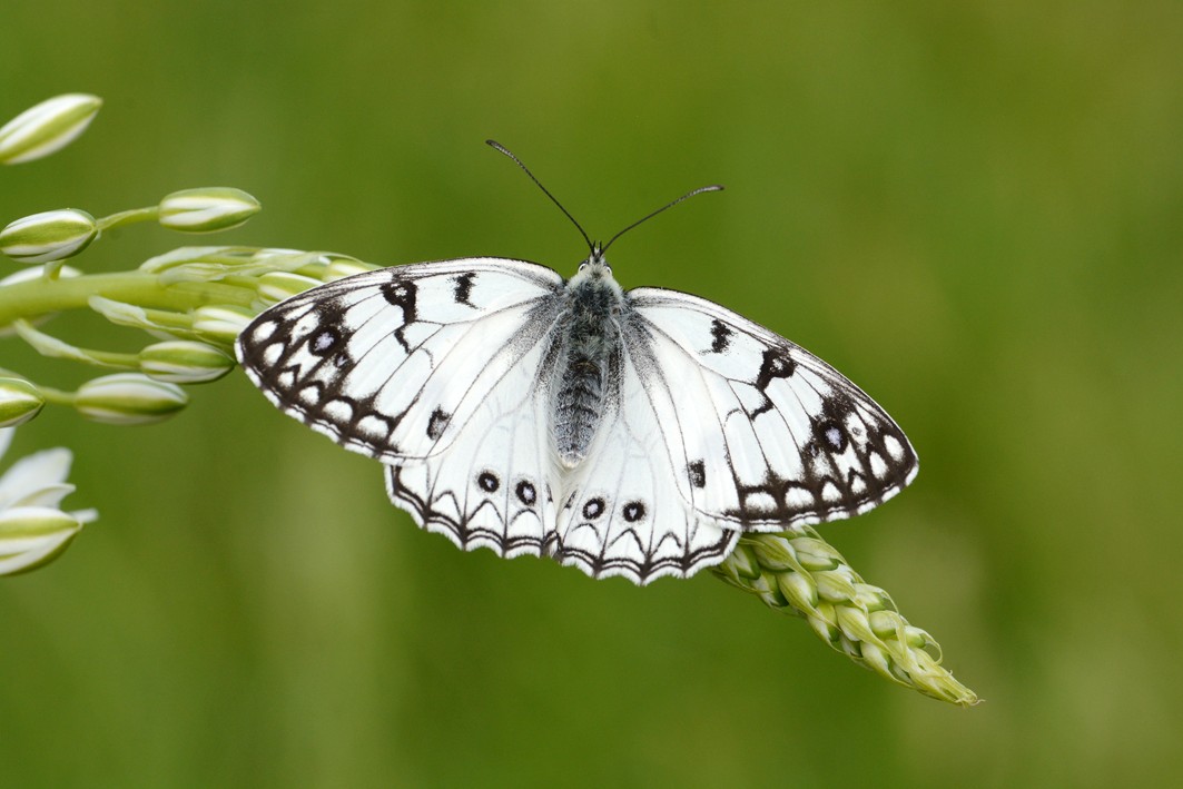 Melanargia arge