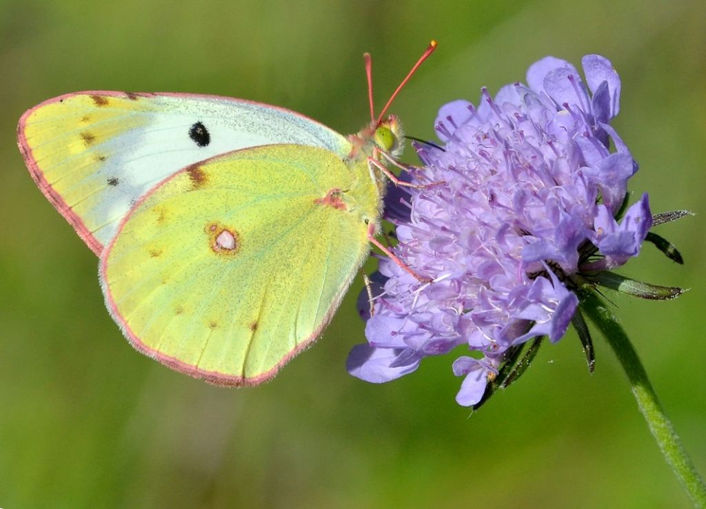 Di quale Colias si tratta? Colias alfacariensis