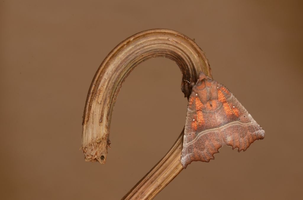 Immagino che sia una falena. Qual  il suo nome, per favore