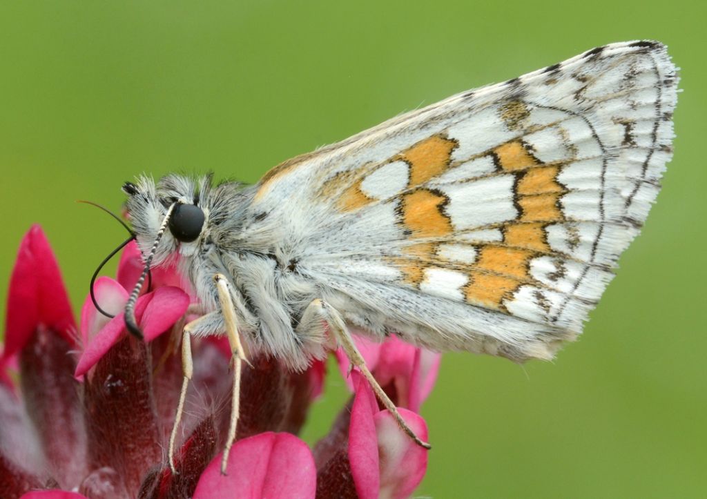 Pyrgus armoricanus? - Pyrgus sidae