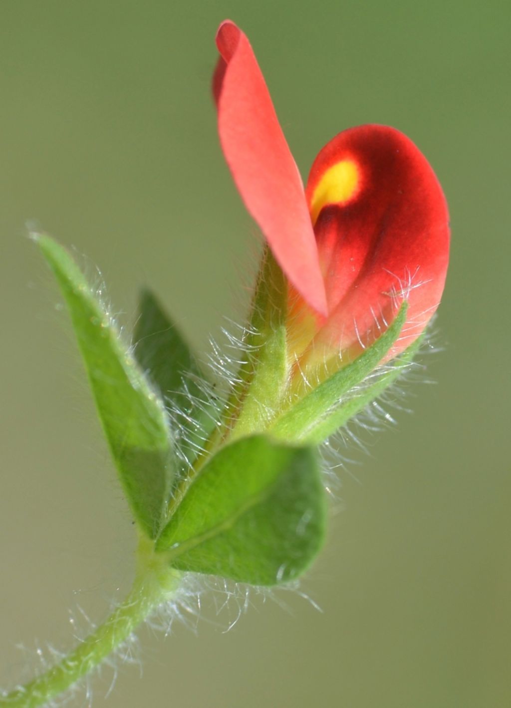 Lotus tetragonolobus