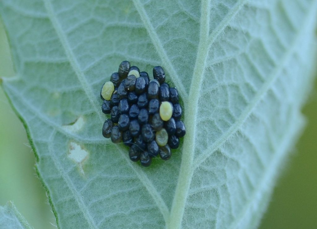 Uova e bruco da identificare